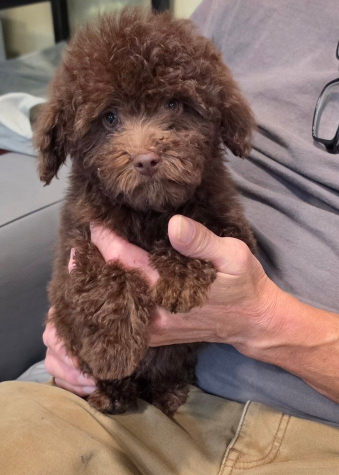 beautiful tiny maltipoo