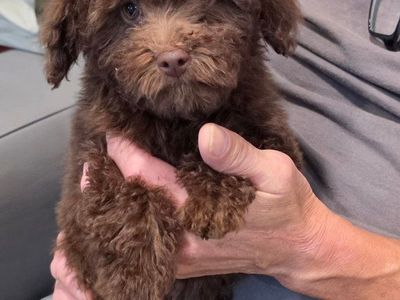 beautiful tiny maltipoo