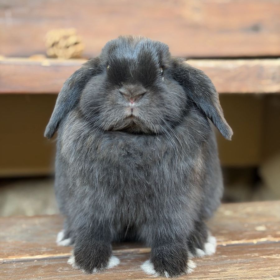 Black Holland Lop Doe