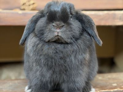 Black Holland Lop Doe