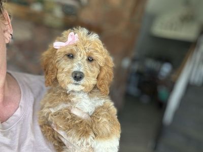 1 girl left Darling mini Goldendoodle F1bb, doggy door trained,