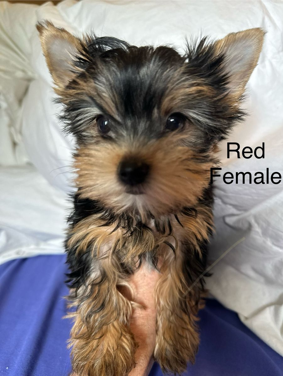 Yorkie puppies