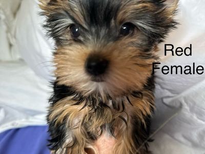 Yorkie puppies