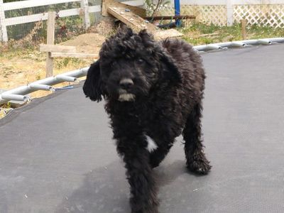 Cavapoo Girl (Price Drop!)
