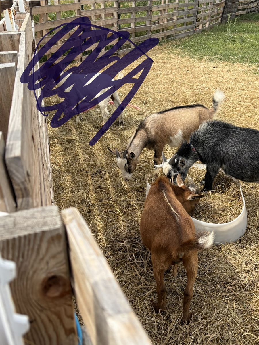 Nigerian dwarf wether goat