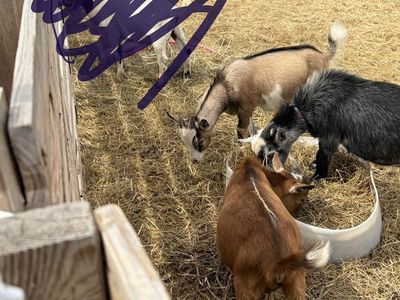 Nigerian dwarf wether goat