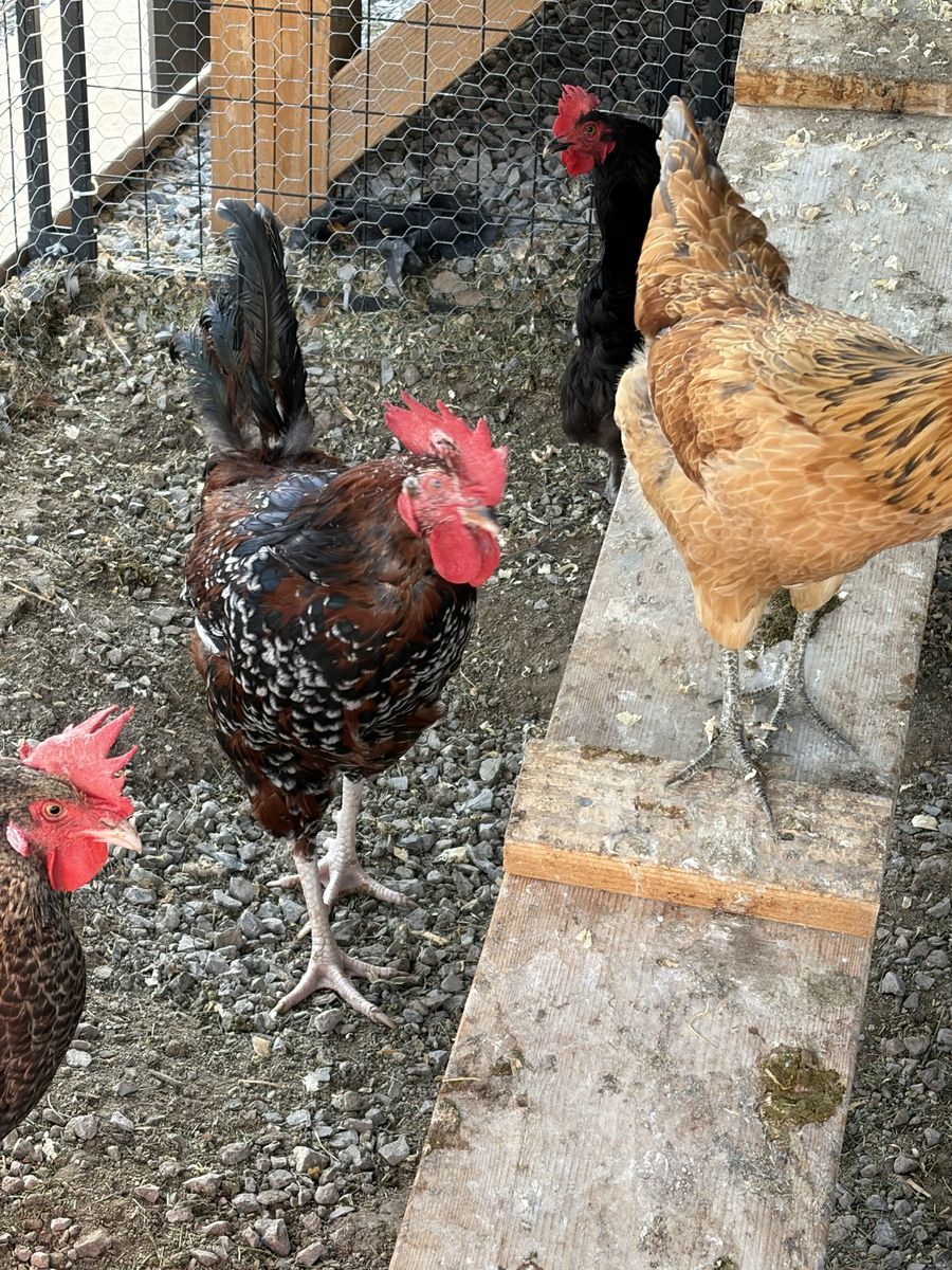 Free rooster chicken