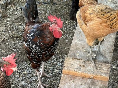 Free rooster chicken