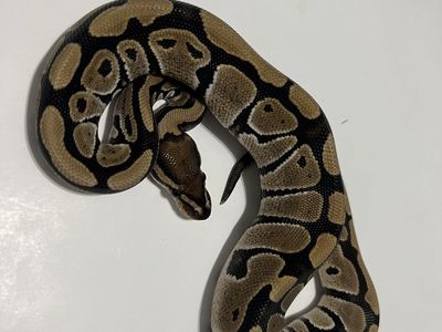 Ball Python Reptile #10