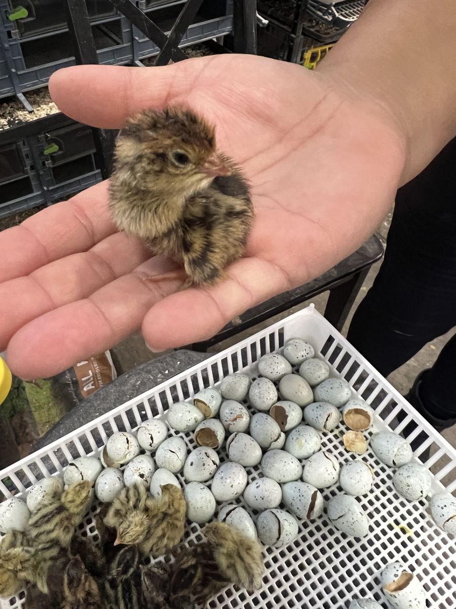 Coturnix Quail chicks