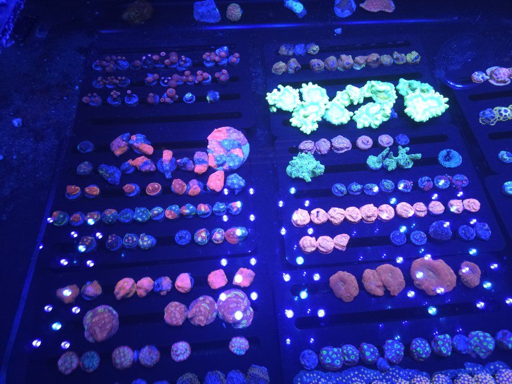 Hundreds of corals available Located in sandy