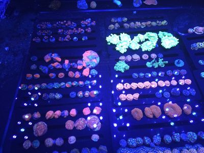 Hundreds of corals available Located in sandy