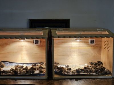 Button Quail chicks