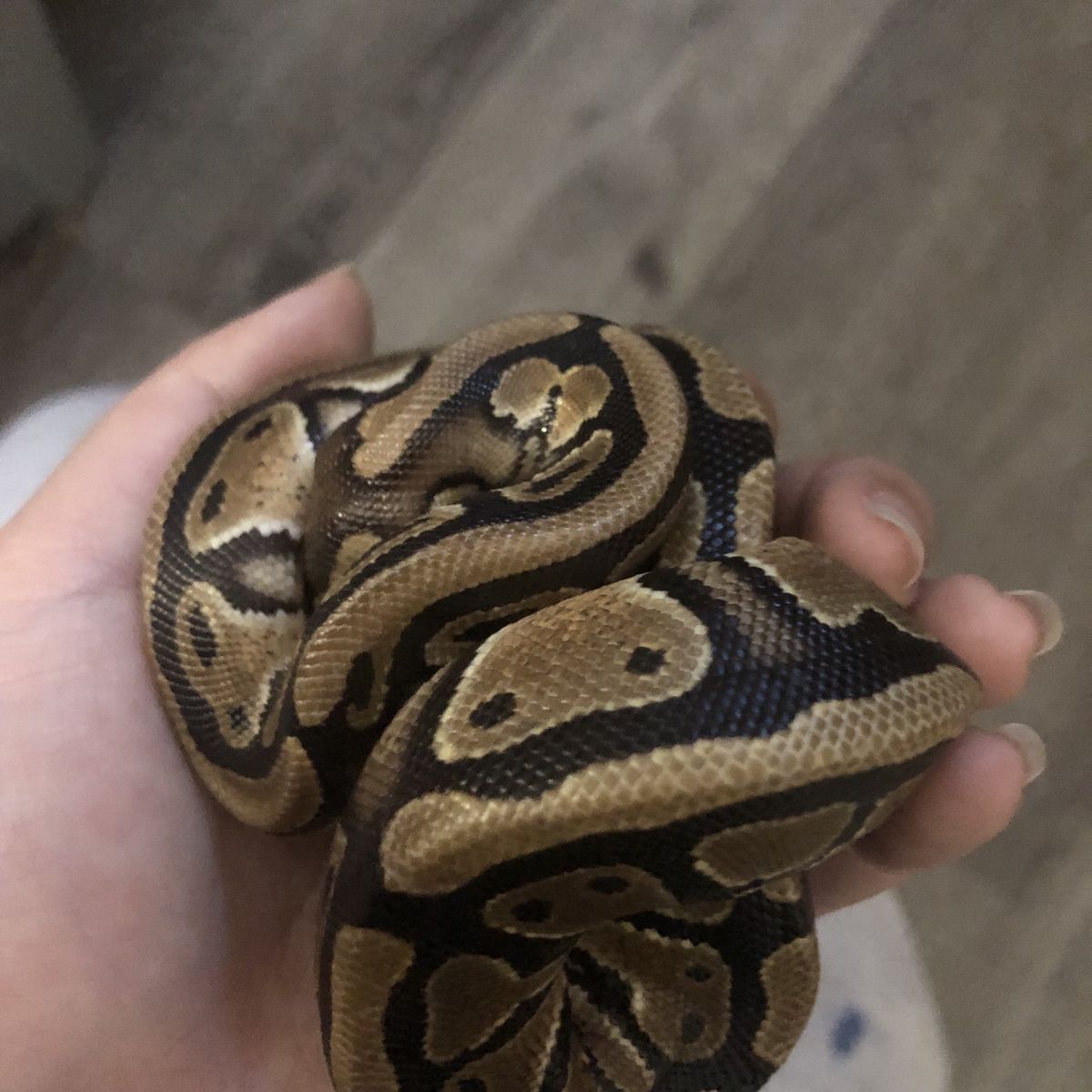 ball python