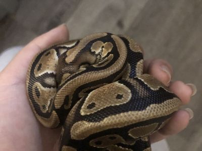 ball python