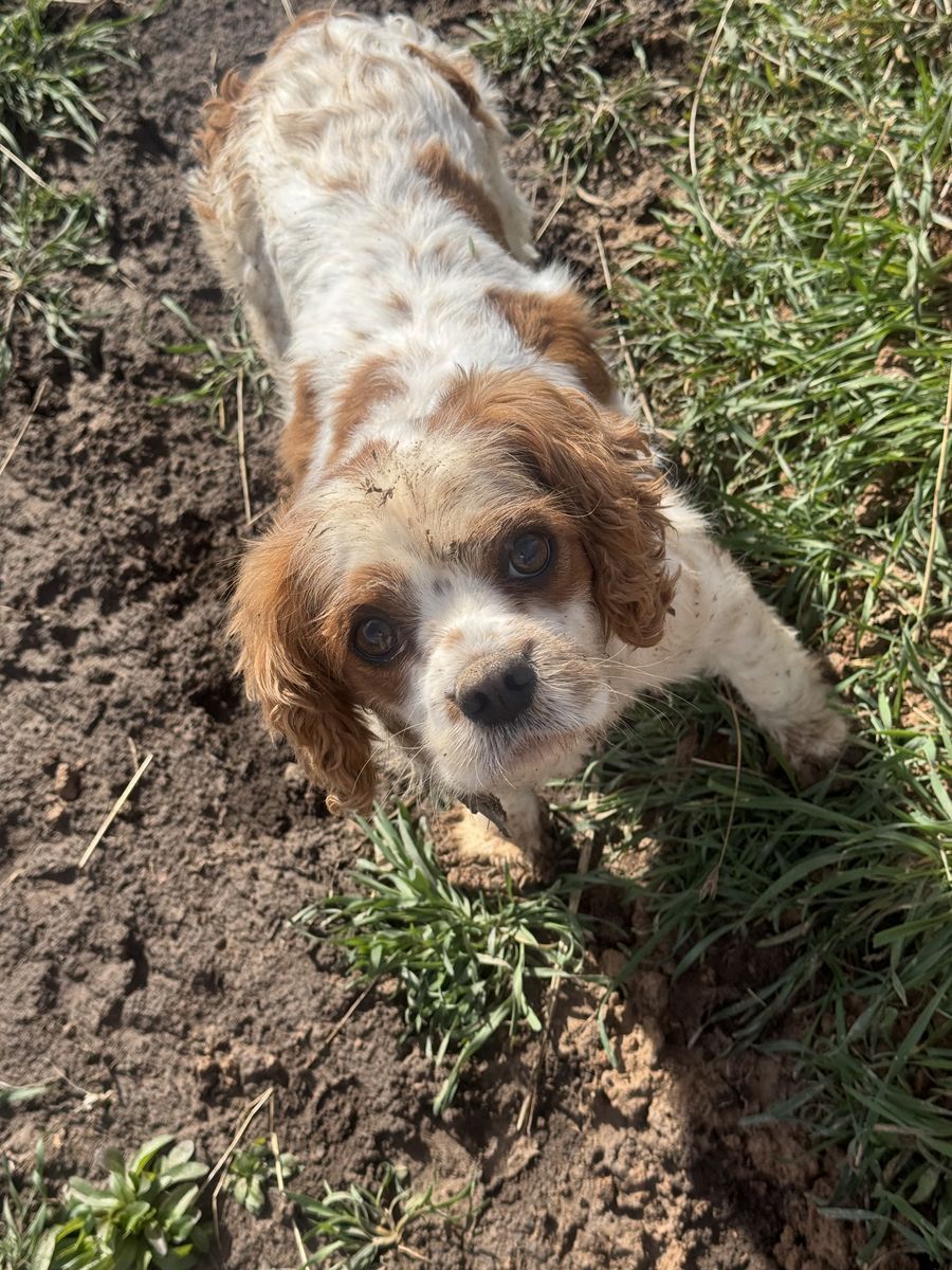 Purebred Cavalier King Charles