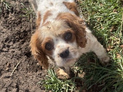 Purebred Cavalier King Charles