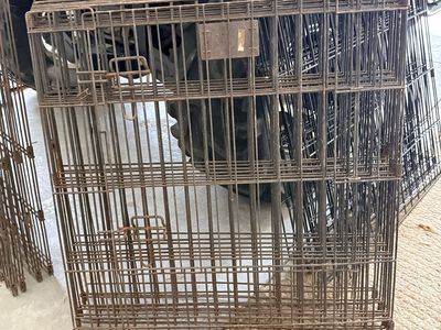Dog fence (portable)