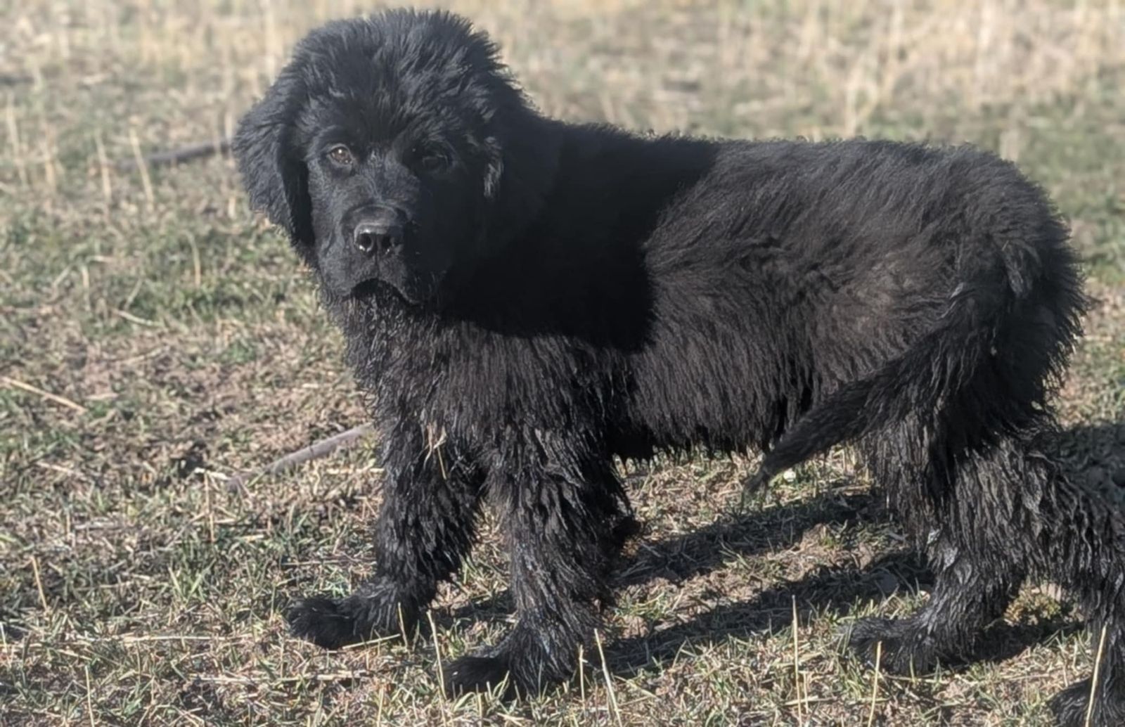AKC Registered Newfoundland Male Puppies, Ready Now
