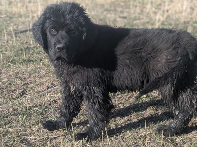 AKC Registered Newfoundland Male Puppies, Ready Now