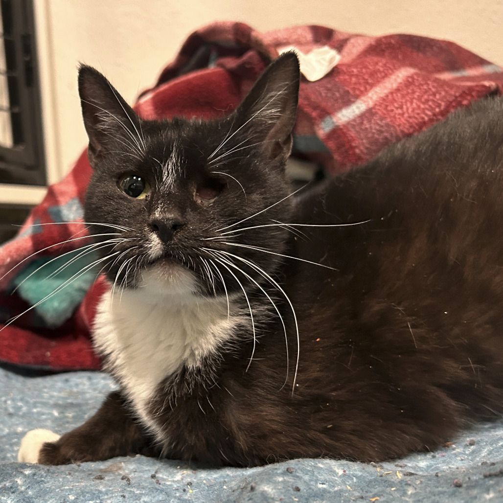 Hello my name is Lenore Magicflower