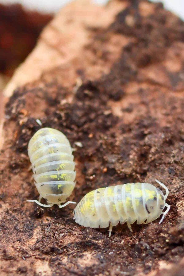 Japanese Magic Potion Isopods