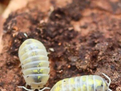Japanese Magic Potion Isopods