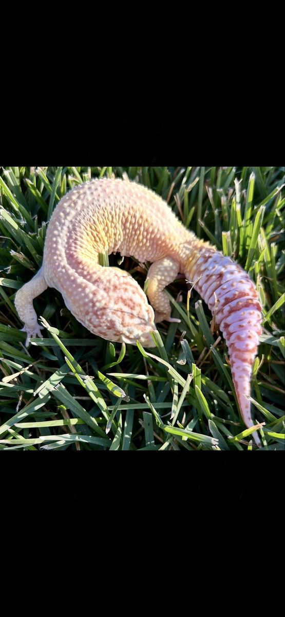Female Leopard Gecko