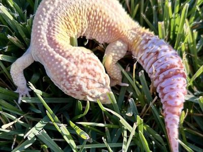 Female Leopard Gecko