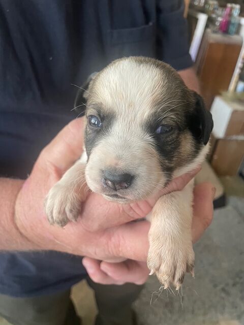 Basenji mix puppies -  1 Male & 3 Females - Looking for their forever homes!