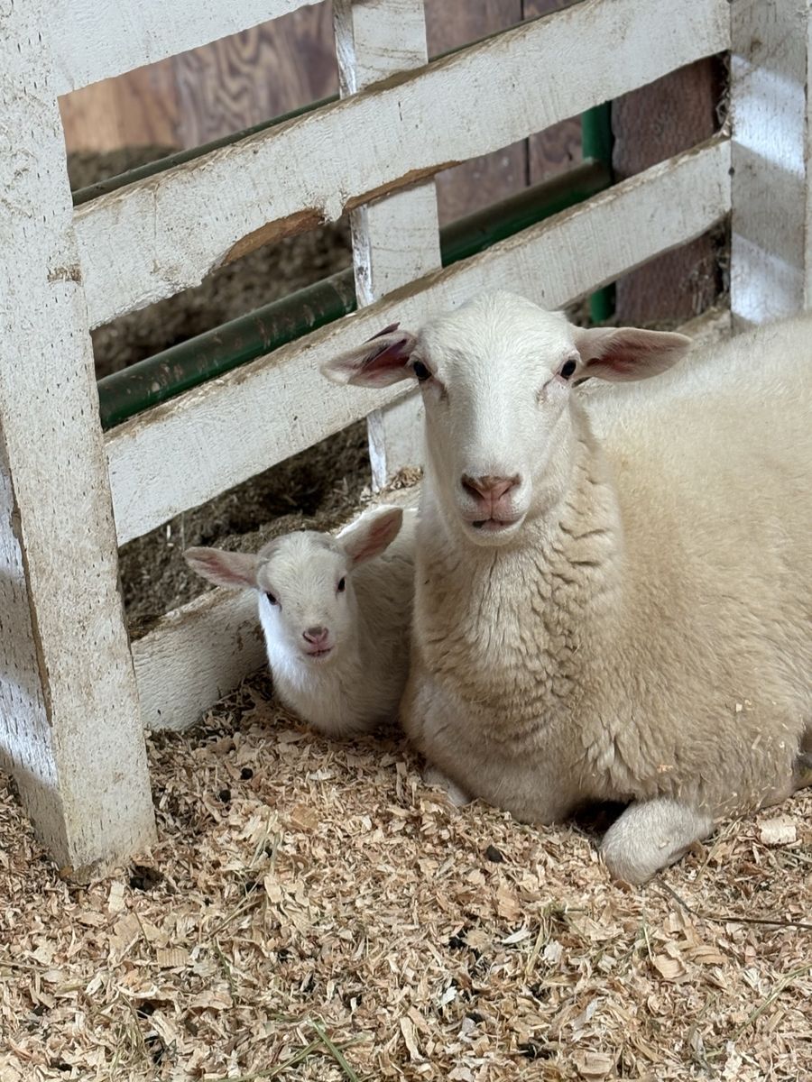Royal White Dorper Sheep