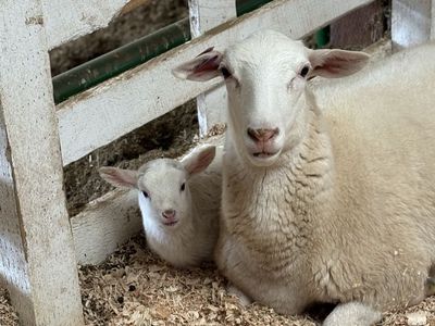 Royal White Dorper Sheep