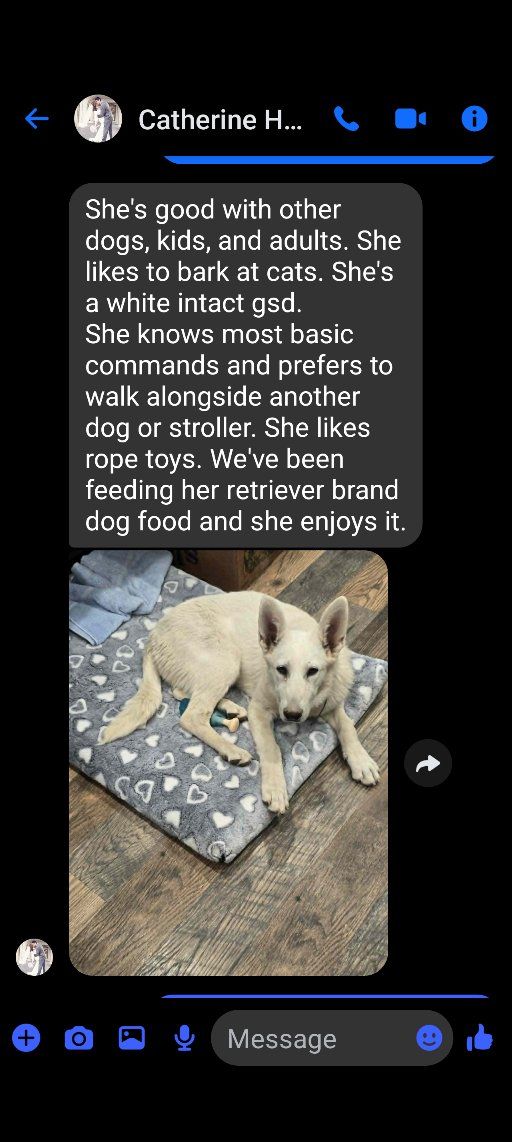 WHITE GERMAN SHEPHERD AKC FEMALE