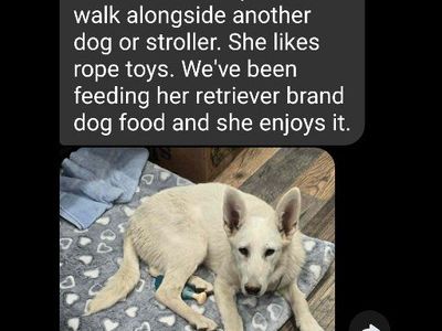 WHITE GERMAN SHEPHERD AKC FEMALE