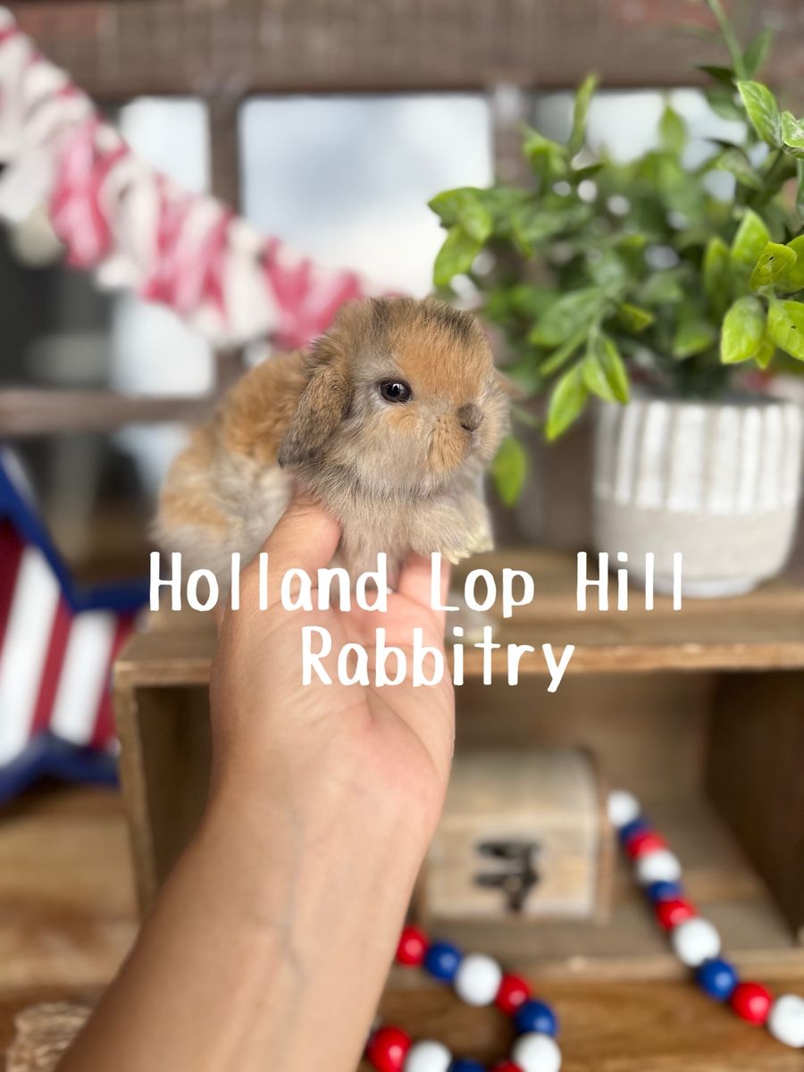 Beautiful Baby Holland Lop Bunny