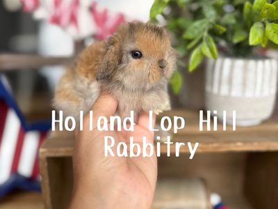 Beautiful Baby Holland Lop Bunny
