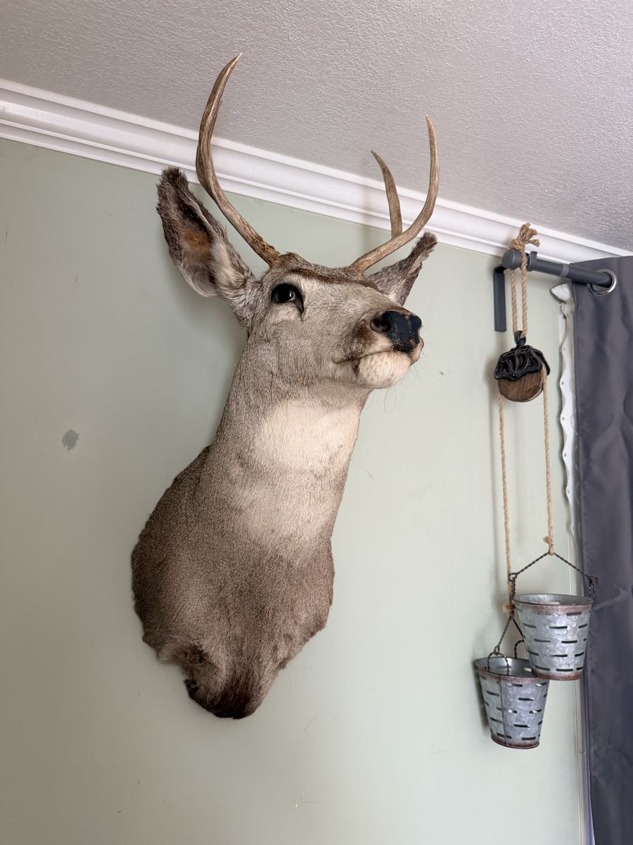 Vintage Deer mount