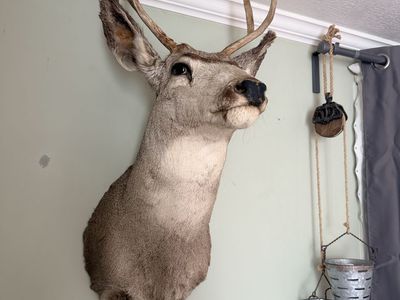 Vintage Deer mount