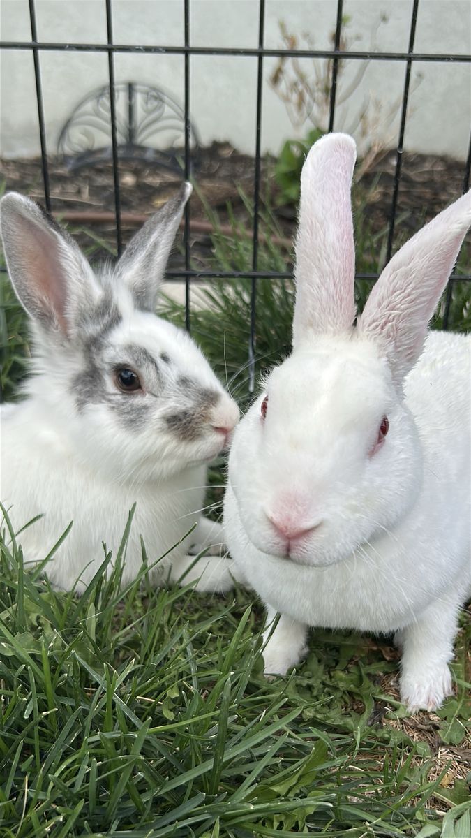 Rex\Lionhead Mix Pet Bunny Rabbit