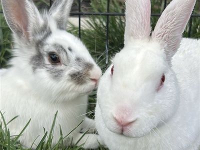 Rex\Lionhead Mix Pet Bunny Rabbit