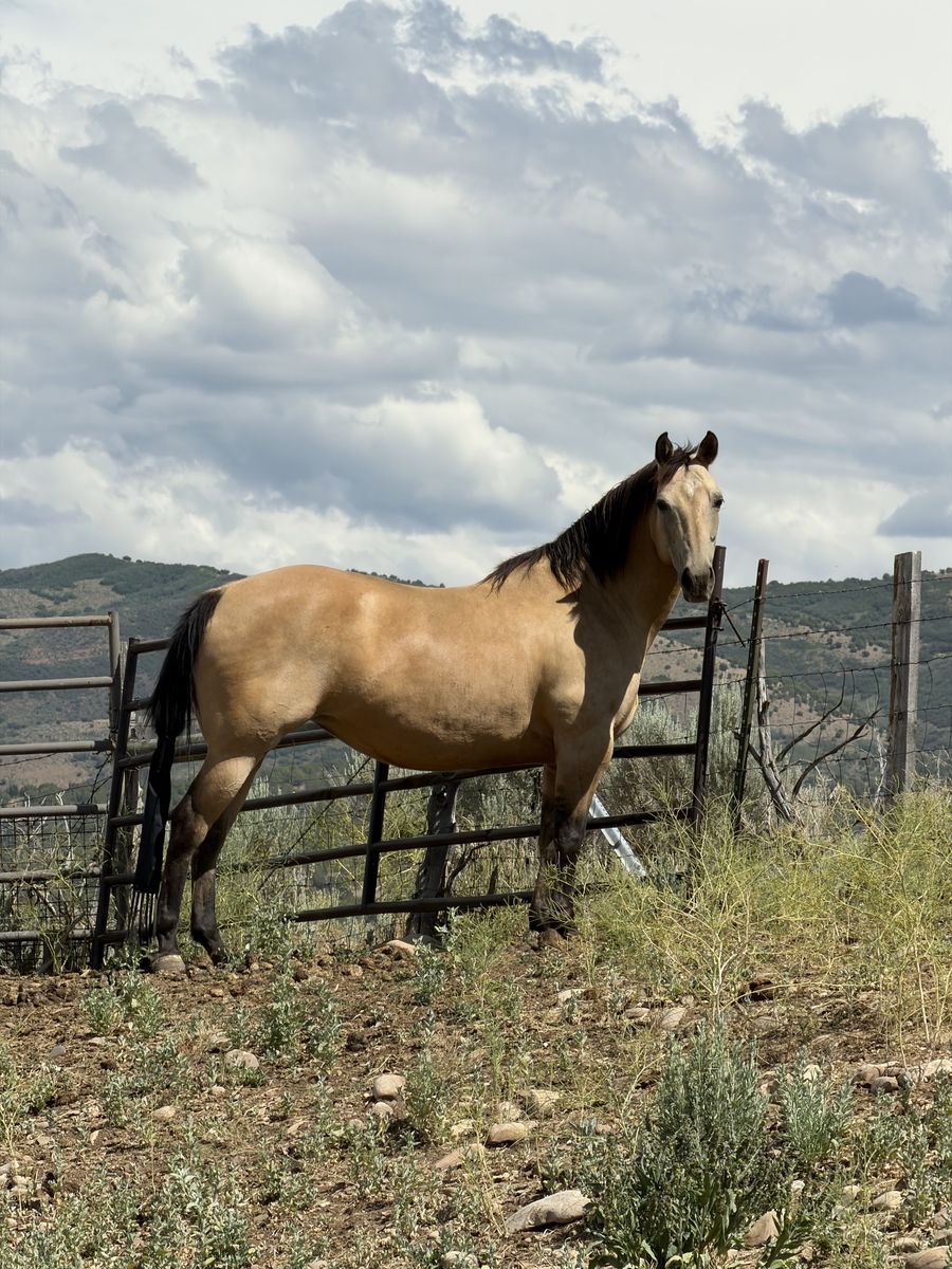 12 year old Head/Heel Horse