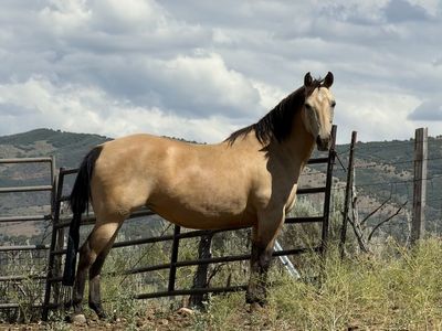 12 year old Head/Heel Horse