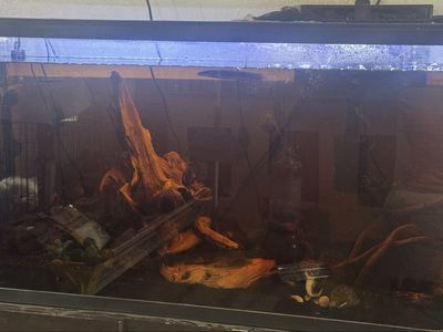 55 gallon fish tank-full set up