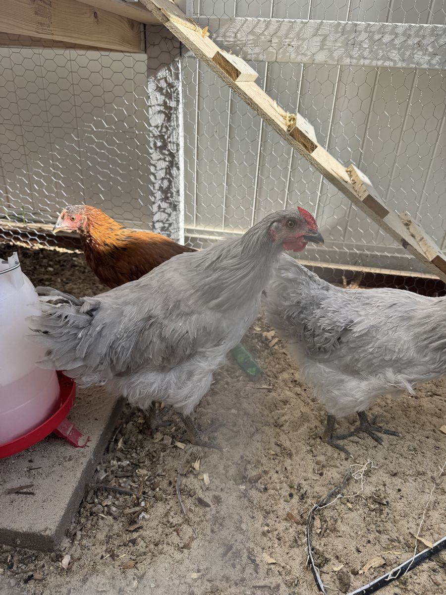 Rooster