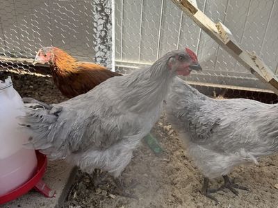 Rooster
