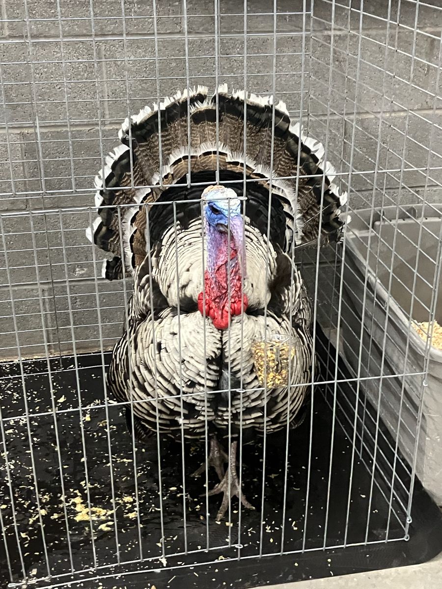 Narragansett Tom Turkey