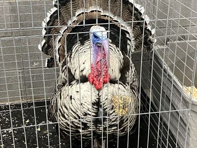 Narragansett Tom Turkey