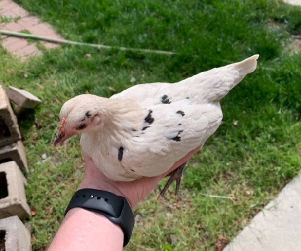 Speckled Kikiriki--Coop Ready Bantam Pullet