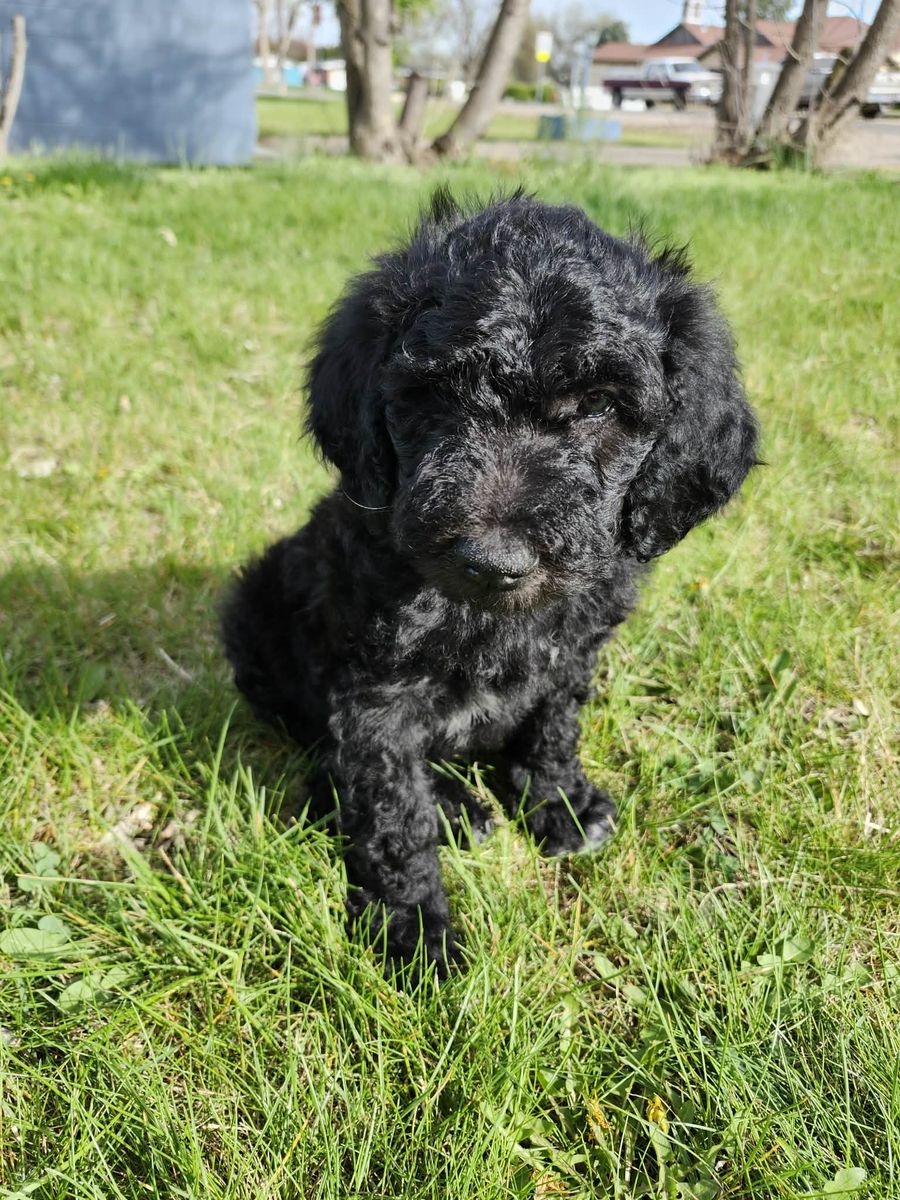 Doodle Puppies