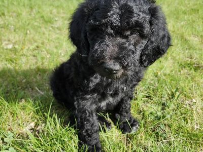 Doodle Puppies